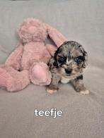Mini labradoodle, Rabiës (hondsdolheid), Overige rassen, 8 tot 15 weken, Meerdere
