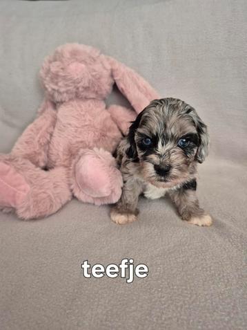 Mini labradoodle  beschikbaar voor biedingen