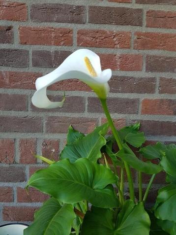 Witte aronakelk calla Zantedeshia calla wit 3 voor 10 euro beschikbaar voor biedingen