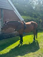 Paarden tuig/mennen, Dieren en Toebehoren, Paarden, Ruin, Recreatiepaard