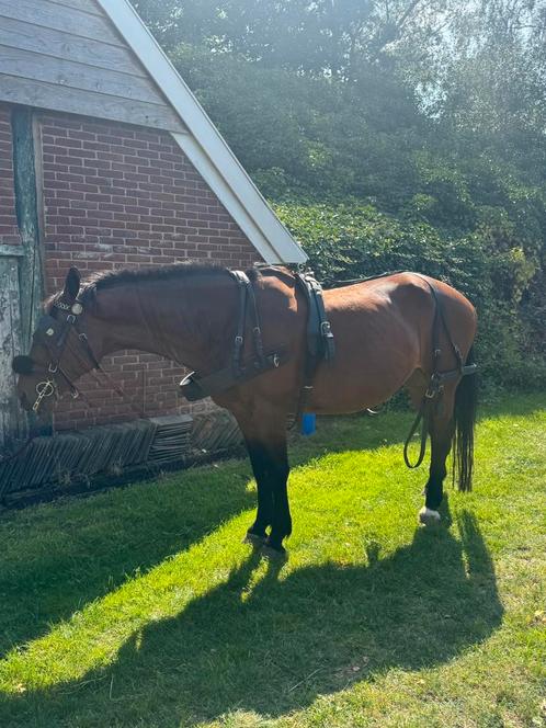 Paarden tuig/mennen, Dieren en Toebehoren, Paarden, Ruin, Recreatiepaard