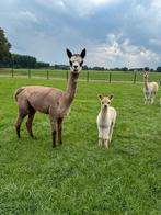 Te koop: 3 jarige drachtige merrie met merrieveulen, Dieren en Toebehoren, Mei, Meerdere dieren