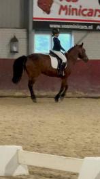 Verzorgster aangeboden/ verzorgpony gezocht!, Dieren en Toebehoren, Ophalen of Verzenden