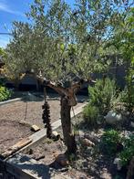 Olijfboom 2 m hoog boven de grond, Tuin en Terras, Planten | Bomen, Ophalen, Volle zon, Olijfboom, 100 tot 250 cm