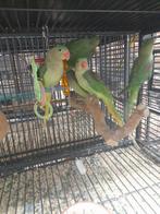Tekoop Alexanderparkiet, Dieren en Toebehoren, Vogels | Parkieten en Papegaaien, Meerdere dieren, Parkiet