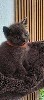 Britse korthaar kittens, Meerdere dieren, Gechipt, 0 tot 2 jaar