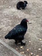 Kippen, Dieren en Toebehoren, Pluimvee