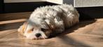 Shipoo pup, Rabiës (hondsdolheid), 15 weken tot 1 jaar, Eén hond, Nederland