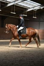 6 jarige New Forest D pony merrie, Dieren en Toebehoren, Merrie, B, Gechipt, Dressuurpony