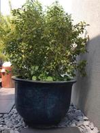 Grote zwart blauw geglazuurde bloempotten 60 en 90cm, Tuin en Terras, Bloempotten, 40 cm of meer, Rond, Ophalen of Verzenden, Zo goed als nieuw