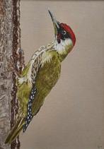 Groene specht, Ophalen of Verzenden