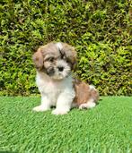 Zeer mooie speelse boomer pup., Dieren en Toebehoren, Honden | Chihuahua's en Gezelschapshonden, Overige rassen, CDV (hondenziekte)