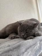 Britse korthaar katten, Dieren en Toebehoren, Katten en Kittens | Raskatten | Korthaar, Meerdere dieren, Ontwormd, 0 tot 2 jaar