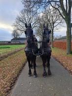 Friese Ruin, Dieren en Toebehoren, Paarden, Ruin, Recreatiepaard