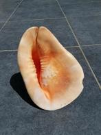 Grote schelp 27cm+, Ophalen of Verzenden, Zo goed als nieuw, Overige soorten