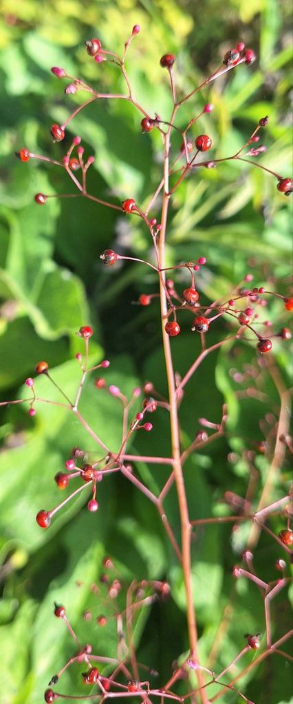 Talinum paniculatum zaden, Jewels of opar, Tuin en Terras, Bloembollen en Zaden, Volle zon, Ophalen of Verzenden