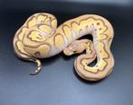 0.1 Pastel Mojave Clown ball python regius te koop, Dieren en Toebehoren, Slang, Tam, 0 tot 2 jaar