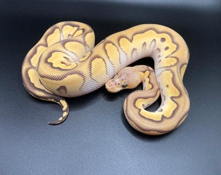 0.1 Pastel Mojave Clown ball python regius te koop