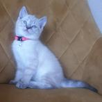 Prachtige-X-siamees/eur korthaar kittens, Dieren en Toebehoren, Katten en Kittens | Overige Katten, Poes, Kortharig, 0 tot 2 jaar