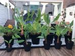 Bananenplanten vanaf €5 incl pot, Tuin en Terras, Planten | Tuinplanten, Ophalen, Vaste plant, Overige soorten, Volle zon