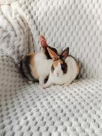 Lieve Hollanders babykonijntjes – 7 weken oud, tam en speels, Dieren en Toebehoren, Meerdere dieren, Dwerg, 0 tot 2 jaar