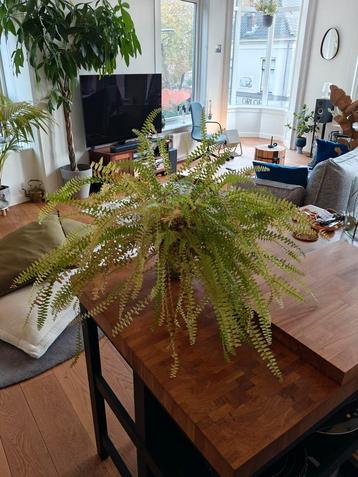 Kamerplant met pot beschikbaar voor biedingen