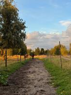 Volpension plek voor kleine pony of shet, Dieren en Toebehoren, Stalling en Weidegang, Weidegang, 1 paard of pony