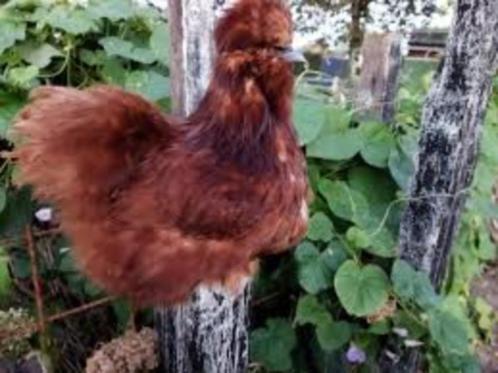 Zijdehoen kippen  Cochin krielkippen, Dieren en Toebehoren, Pluimvee, Kip, Vrouwelijk