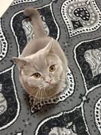 Ervaren Raszuivere Britsekorthaar NU €180,- December dekking, Dieren en Toebehoren, Katten en Kittens | Dekkaters, 0 tot 2 jaar