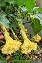 10 yellow Datura seeds, Ophalen of Verzenden, Volle zon