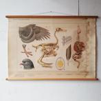 Schoolplaat Bijplaat Vogels in de winter, Ophalen of Verzenden, Natuur en Biologie