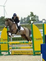 Lieve knappe allround C pony L springen & L Dressuur, Dieren en Toebehoren, Pony's, Gechipt, Ruin, 11 jaar of ouder, L