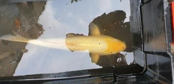 Koi ruim 50 cm  beschikbaar voor biedingen