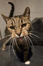 2 katten ter adoptie, Dieren en Toebehoren, Katten en Kittens | Raskatten | Korthaar, Meerdere dieren, Ontwormd, 6 jaar of ouder