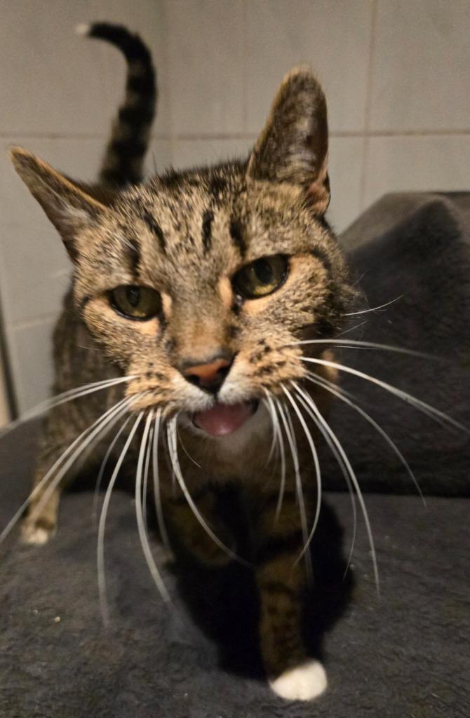 2 katten ter adoptie, Dieren en Toebehoren, Katten en Kittens | Raskatten | Korthaar, Meerdere dieren, 6 jaar of ouder, Ontwormd