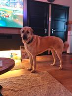 Kangal 14 maanden oud, Dieren en Toebehoren, Rabiës (hondsdolheid), Reu, 1 tot 2 jaar, Eén hond