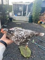 Serama hen, Dieren en Toebehoren, Pluimvee, Vrouwelijk, Kip