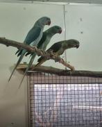 Blauwe alexander parkiet 2025, Dieren en Toebehoren, Vogels | Parkieten en Papegaaien, Mannelijk, Parkiet