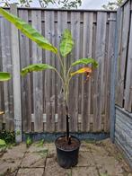 Musa Thai black zwarte bananen plant., Ophalen, Vaste plant, Fruitplanten, Volle zon