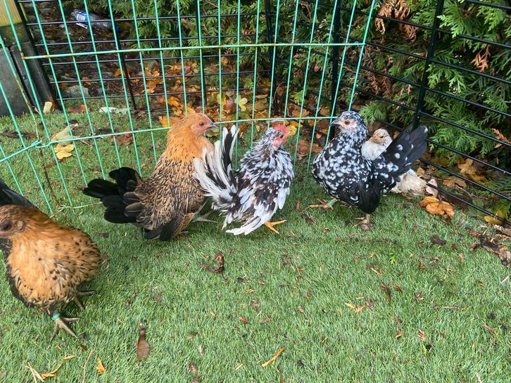 Serama toom krulveer haan met gladveer hennen, Dieren en Toebehoren, Pluimvee, Kip, Meerdere dieren