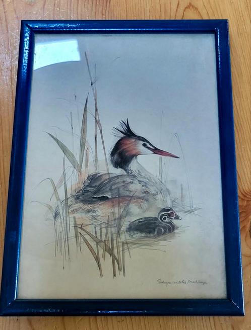 Ets, schetst, tekening van een Fuut met jong ingelijst, Antiek en Kunst, Kunst | Tekeningen en Foto's, Ophalen of Verzenden