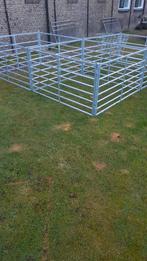 schapenhekjes, Dieren en Toebehoren, Vrouwelijk, Schaap