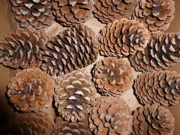 1 x 20 super super mooie grote lichte DENNENAPPELS 15cm (T) beschikbaar voor biedingen