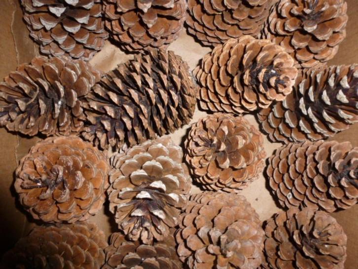 1 x 20 super super mooie grote lichte DENNENAPPELS 15cm (T), Hobby en Vrije tijd, Knutselen, Nieuw, Materiaal, Ophalen of Verzenden