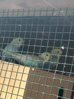 Jongen,  regenbooggrasparkieten net uit het nest, Meerdere dieren, Parkiet