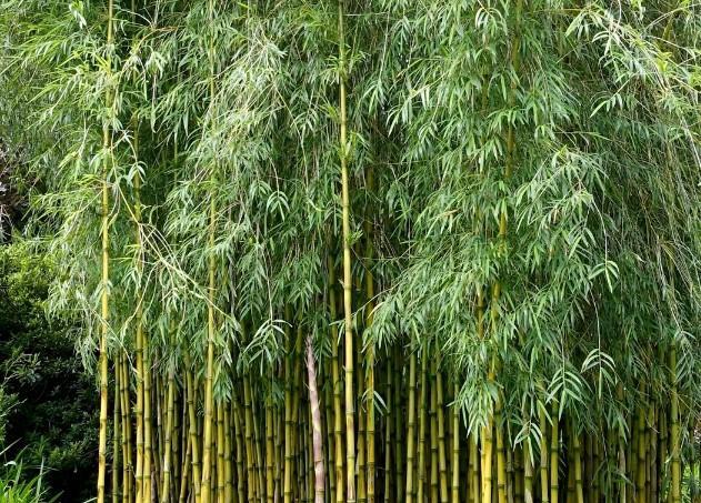 Diverse Bamboe Soorten voor uw Tuin, Tuin en Terras, Planten | Bomen, Overige soorten, 100 tot 250 cm, Halfschaduw, Bloeit niet