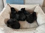 Nog 4 v/d 6 prachtige fluffy babykonijntjes te koop!🐰💛, Dieren en Toebehoren, Konijnen, Meerdere dieren, Dwerg, Hangoor