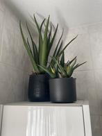 4 Kunstbloemen in Pot, Ophalen, Volledige schaduw, Overige soorten, In pot
