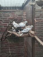 Lachduifjes/tortelduifjes, Dieren en Toebehoren, Vogels | Duiven
