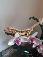 Wimpergekkos red lilly white inclusief terrarium, Hagedis